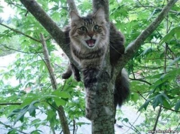 Ավստրալիայում ցանկանում են արգելել կատուներին ծառերը մագլցել
